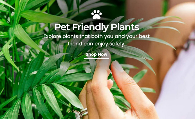 Plant Proper promo codes